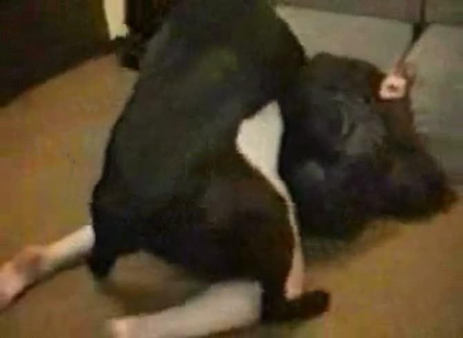 Husband encouraging his wife to take that canine cock deeper ... 