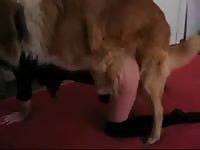 Sexy amateur canine lover getting mounted by her horny young dog