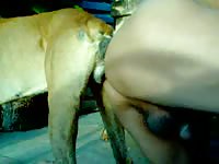 Lovely Polish female is having intercourse with her brown dog