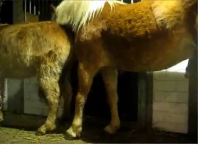 Mare Butt Porn - Man waits until horse is about to fuck his mare then puts his ass in the  way to get fucked - Zoo Porn Horse Sex, Zoophilia