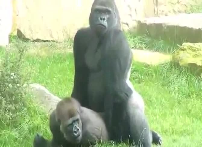 Anal Con Gorilas - Animal sex at the zoo as gorillas fuck in front of a crowd - Zoophilia