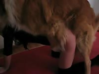 Ms viper porn with animals animalsex dogsex