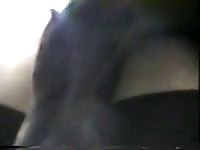 Rottweiler by bigt zooporn dog porn dog xxx animals porn