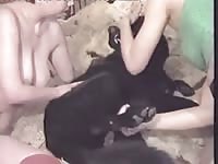Dog porn pregnant [ Anima