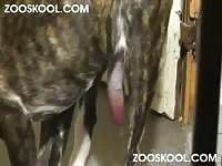 Zooskool kerstin dane day zoo porn sex with dog beastiality porn dog fucks girl