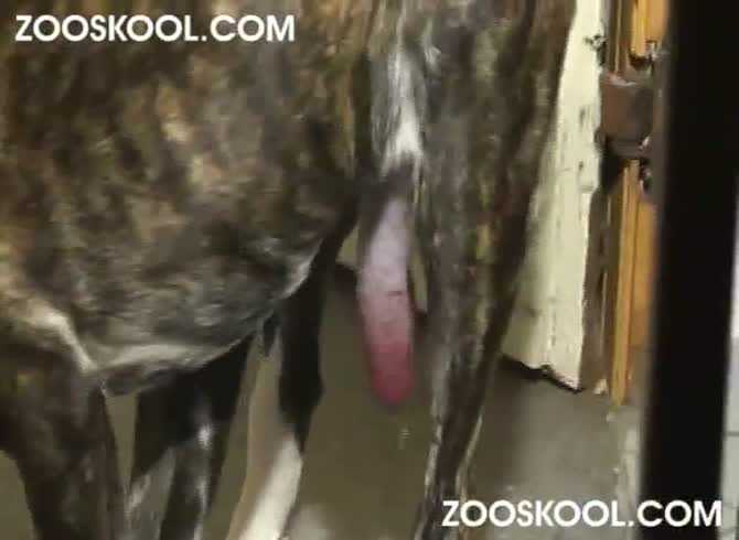 Zooskoolcom - Zooskool kerstin dane day zoo porn sex with dog beastiality porn dog fucks  girl - Zoo Porn Dog Sex, Zoophilia