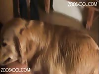 Zooskool stray x the record part 5 zooporn dog sex dog xxx animals porn