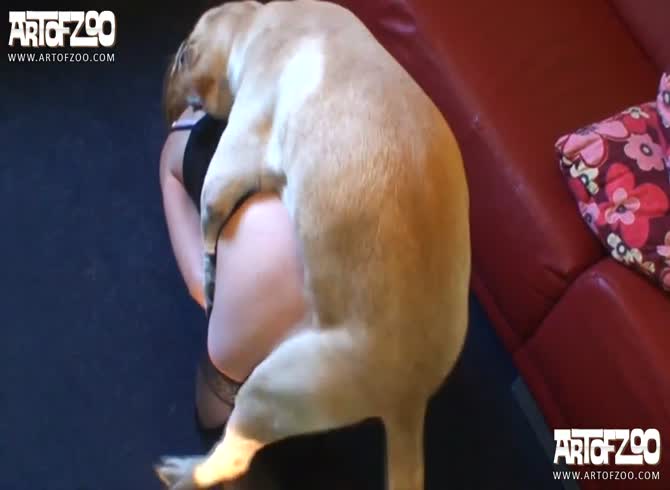 Dog love porno