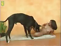 Black Dog Porno