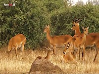 Animal like us homosexuality - Zoo Porn Dog Sex - ApornTV