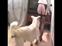 Woman in lingerie lets dog fuck her pussy for zoo porn