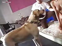 Asian forced to suck dog cock