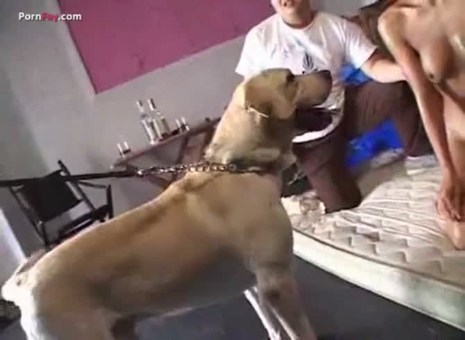 Asian forced to suck dog cock - Zoo Porn Dog Sex