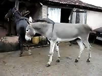Ass fucking a mare