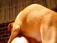 Dog enjoys fucking owner and her tight pussy bestiality