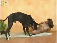Black dog and morena