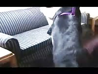 Black labrador fucks his mistress with all horny