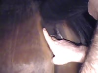 Caledonian nv bareback sex with mare