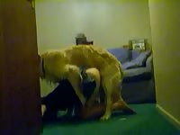 Caledonian nv humping shylark