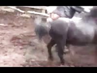 Old fat slut wife can only get laid by her horse on the