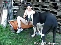 Pass dog and whitney