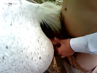 GayBeast.com Men And Animals Man And Mare 2 - Bestiality Porn Tube With Men