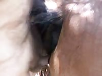 Gay Petlust Miniature Horse Fucks Guy Zoo Animalsex ...