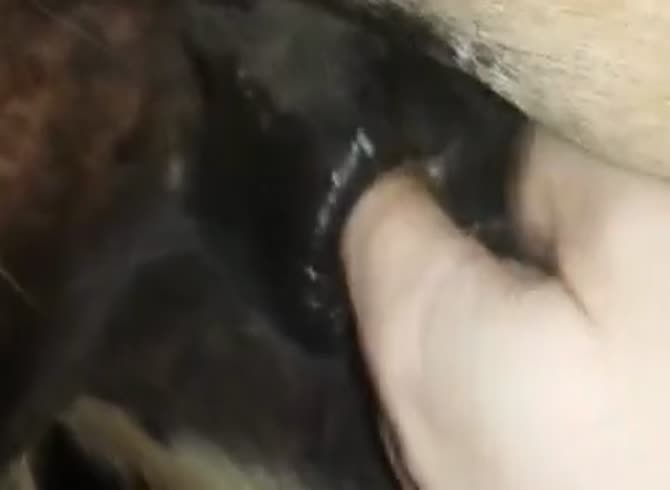 Horse Ass Porno