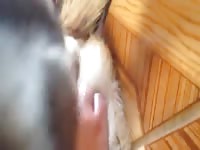 German Shepard Pussy Fingered GayBeast - Men Fucks Animal