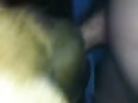 Getting Licked By Stray English Mastiff GayBeast - Animal Sex Video With Boy