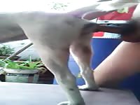 Gia Lai Fuck Dog Trong Nha 1 GayBeast.com - Zoophilia Dude- Animal Dude