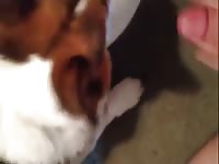 Giving A Dog Facial Gay Zoo Porn Petlust- Beastiality Dude