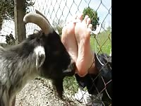 Goat Feet Compilation Gay Beast Com - Bestiality Sex Movie With Men