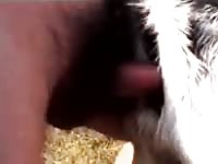 Goat Fucked GayBeast.com - Zoophilia Porn Tube With Man