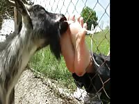 Goat Licks Feet GayBeast - Zoophilia Porn Video With Boy