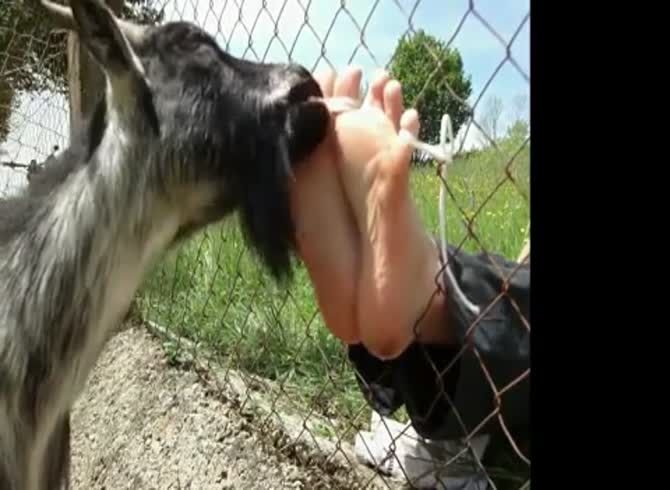 670px x 490px - Goat Licks Feet GayBeast - Zoophilia Porn Video With Boy - Extrem Sex and  Taboo Porn.