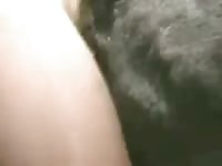 Goat Love Sex