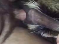 Goat Pussy Is The Best GayBeast - Beastiality Sex Tube With Man