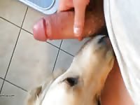 Golden Licking Gay Beast Com - Men Fucks Pet