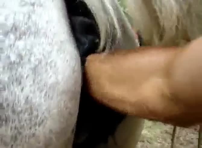 Mare Horse Orgasm Porn - Gray Mare Orgasming 2 GayBeast - Beastiality Boy - Extrem Sex and Taboo Porn .