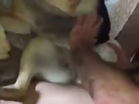 Great Gsd Fuck GayBeast Rip - Bestiality Sex Tube With Dude