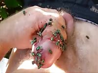 Green Flies On Dick Cock 10 2 Gay Beast Com - Men Fucks Pet