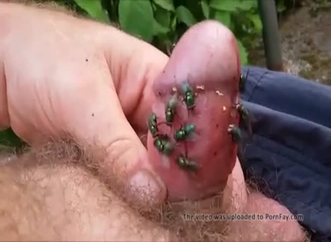 Gay Insect Porn - Green Flies On Dick Cock 11 Gay Beast Com - Bestiality Porn With Men -  Extrem Sex and Taboo Porn.