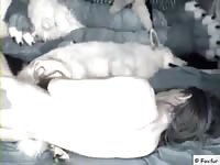 Guy And Female Dog GayBeast - Bestiality Dude