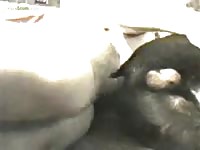 Guy Fucking Male Dog In Ass