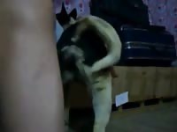 Man Fucks Female Dog Art - GayBeast Guy Fucks Female Dog - Extrem Sex and Taboo Porn.
