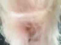 Guy Fucks Golden Retriever GayBeast - Beastiality Sex With Dude