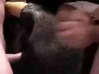 Guy Fucks Mare 5 Gay Beast Com - Animal Porn Video With Boy