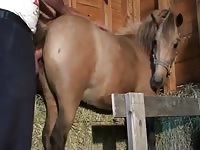 Guy Fucks Super Hot Mare GayBeast - Bestiality Porn With Man