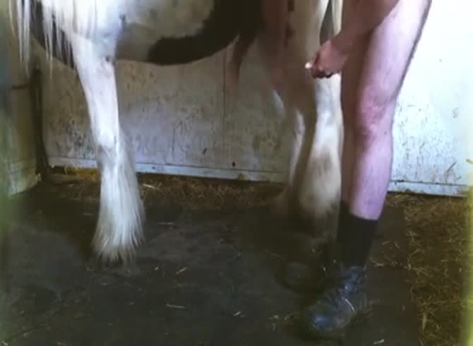 Horse Sex Porn Fuck